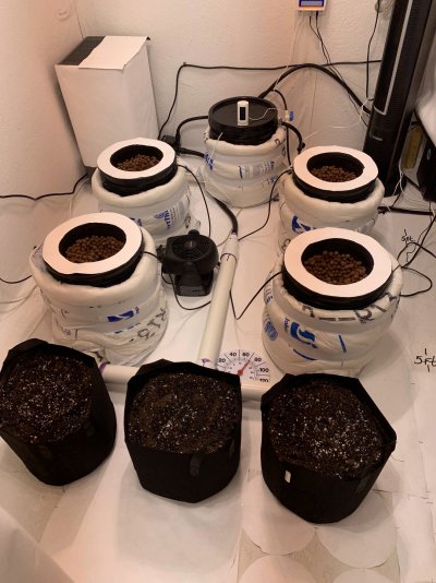 swoles-first-grow-12.jpeg