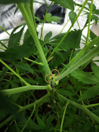 help-identify-plant-sex-please.jpg