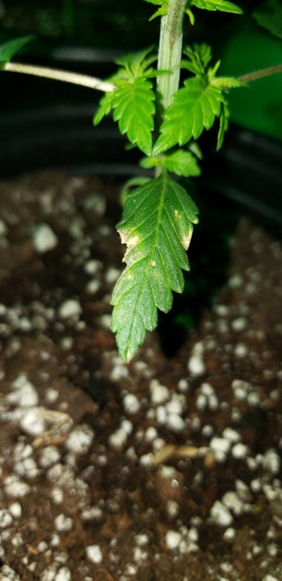 first-tlo-grow---opinions-on-overall-growth-please-8.jpg