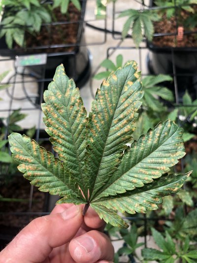 help-leafs-look-like-death.jpg