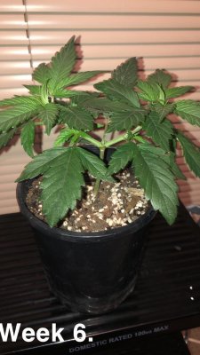 Hi Guys n Gals!
