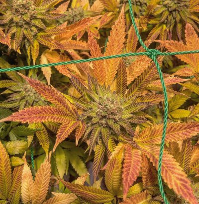 Quantum flower tent lighting upgrade v2 + red and far red