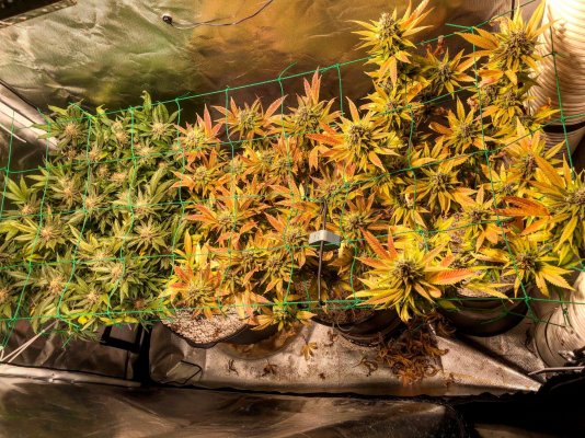 Quantum flower tent lighting upgrade v2 + red and far red