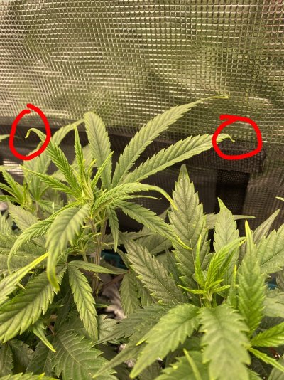 Leaf Curl after Transplant to Living Soil