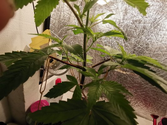 3-weeks-into-flowering-and-no-bud-6.jpg