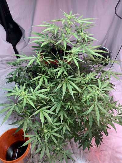 New to this site but not a new grower
