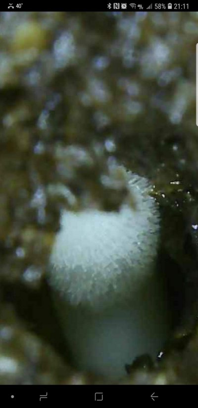 Screenshot_20200129-211136_Max-see.jpg