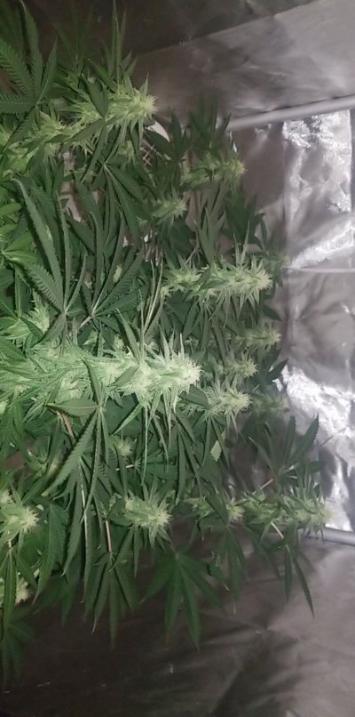 A5 Haze x Thai Bx - Indoor - 900w LED - LST
