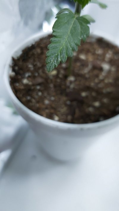 Transparent "oil" spots on leaves