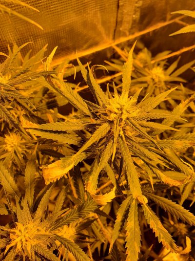 In flowering leaves have brown tips and curl