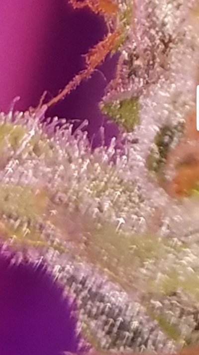 Screenshot_20200130-050213_Gallery.jpg