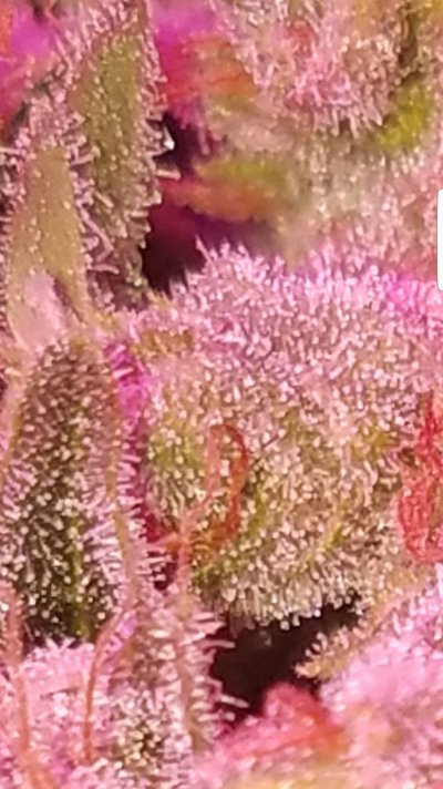 Screenshot_20200130-050203_Gallery.jpg