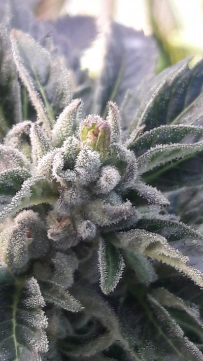 Plumber's First Coco Grow