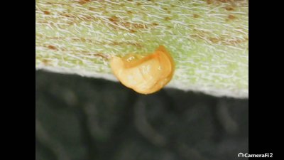 wtf-are-these-4.jpg