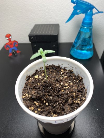 hello-growers-first-timer-here-all-organic.jpeg