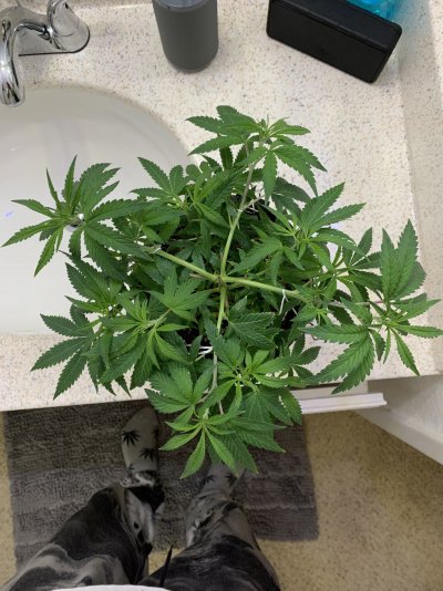 hello-growers-first-timer-here-all-organic-2.jpeg