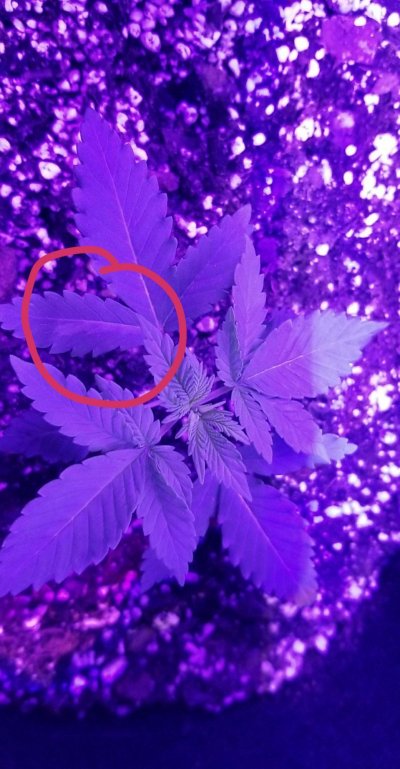 Help! Marijuana plant!