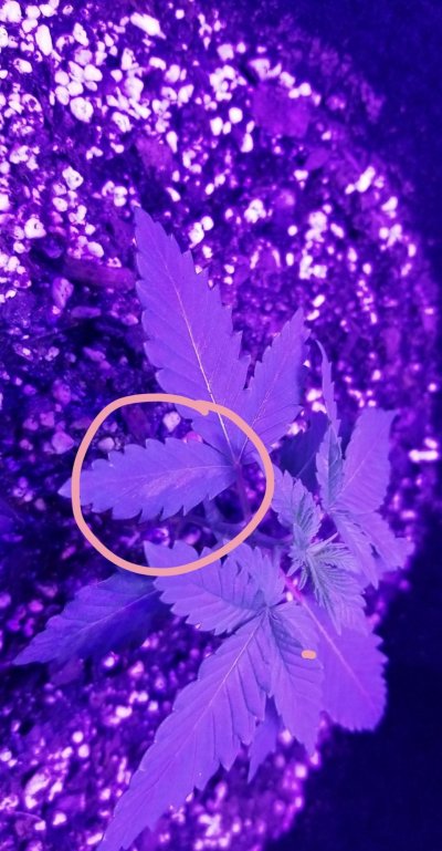 Help! Marijuana plant!