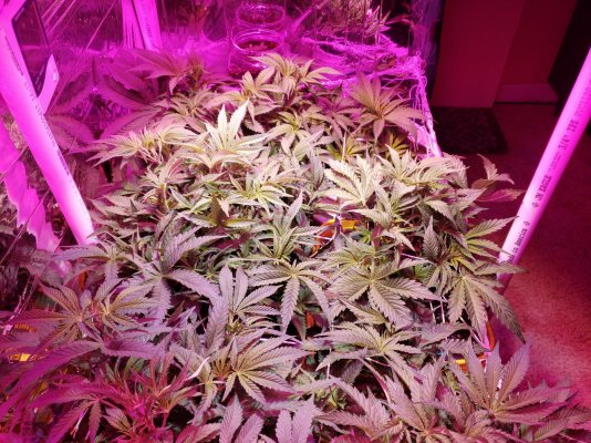 2X4 box Random seeds of FIRE  6/6  female, week 2 of flower.