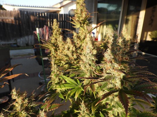 white widow auto_20-01-12_180new breed trialDSCN0153.JPG