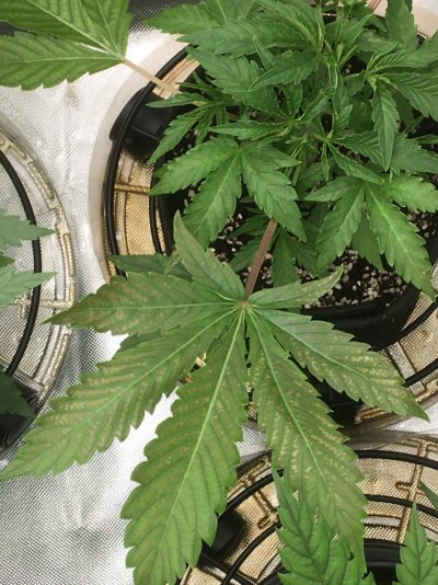 Deficiency/lockout problems in coco with synthetic nutrients