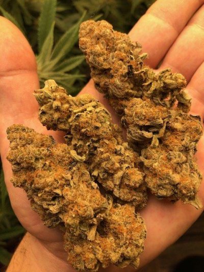 Let's See Your Frostiest Flowers