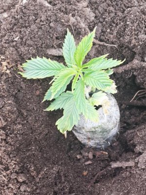 peat pellets.jpg