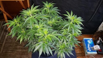 Possible lockout in living soil?