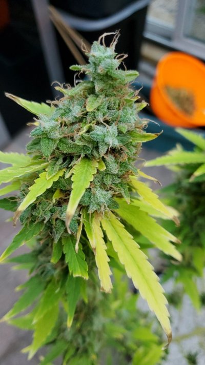 Nitrogen deficiency or nutrient burn?