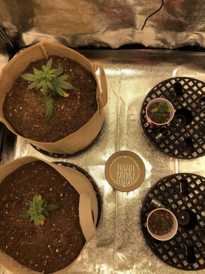 help-indoor-grow-going-bad.jpeg
