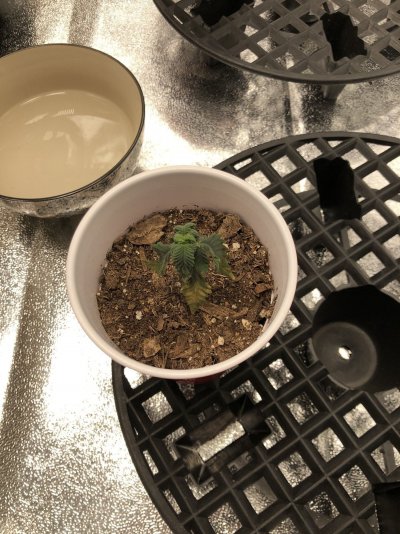 help-indoor-grow-going-bad-2.jpeg