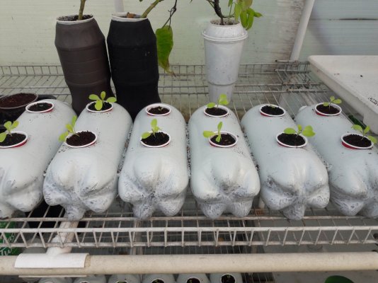 Plumber's First Coco Grow