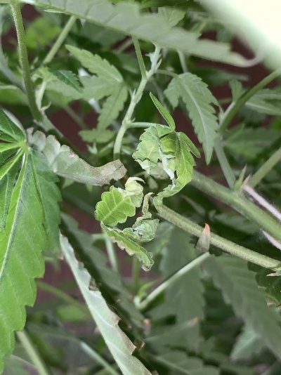 Please help plant kept crumpling and drying out leaves