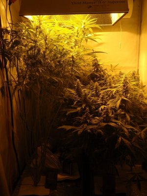 Elite Ultimate Chem 08 and Magic Monkey 12/12 From Seed and Deep Water Cooler