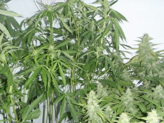 Elite Ultimate Chem 08 and Magic Monkey 12/12 From Seed and Deep Water Cooler