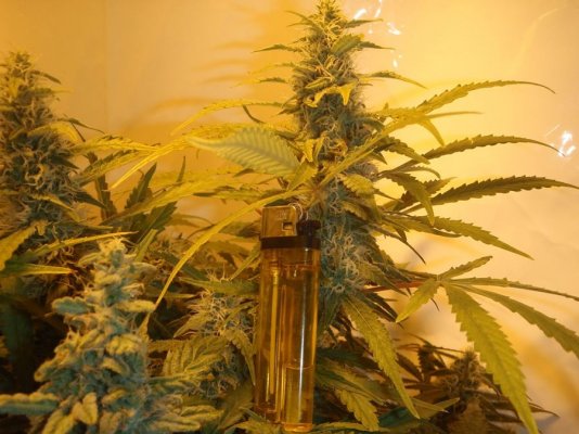 Elite Ultimate Chem 08 and Magic Monkey 12/12 From Seed and Deep Water Cooler