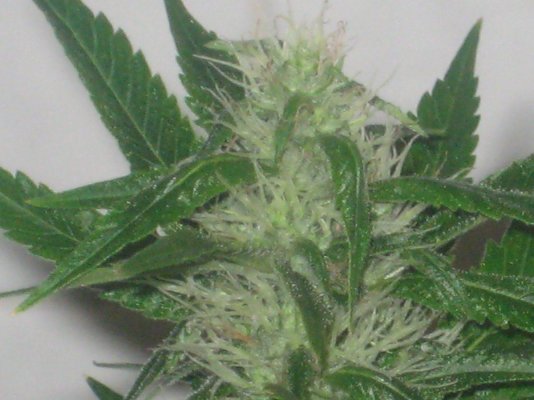 sd day32f a.JPG