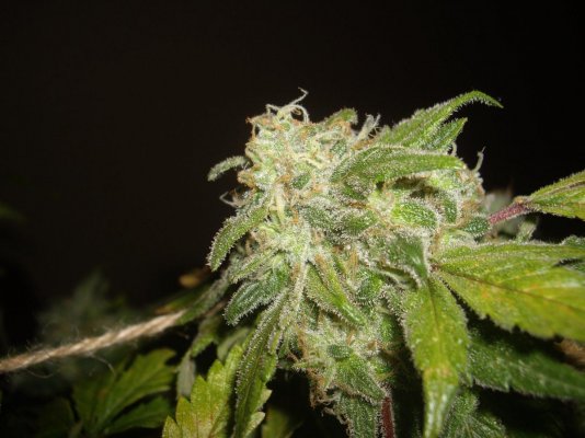 Grape Stomper Day 65 (10" Tall, 20" wide)