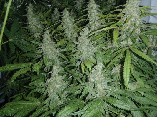 Elite Ultimate Chem 08 and Magic Monkey 12/12 From Seed and Deep Water Cooler