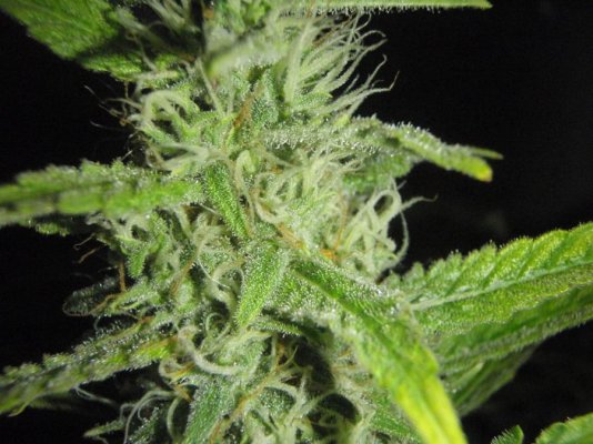 Elite Ultimate Chem 08 and Magic Monkey 12/12 From Seed and Deep Water Cooler