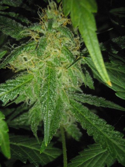 Elite Ultimate Chem 08 and Magic Monkey 12/12 From Seed and Deep Water Cooler
