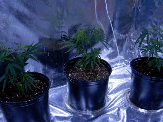 grow1 012.JPG