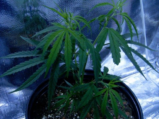 grow1 020.JPG