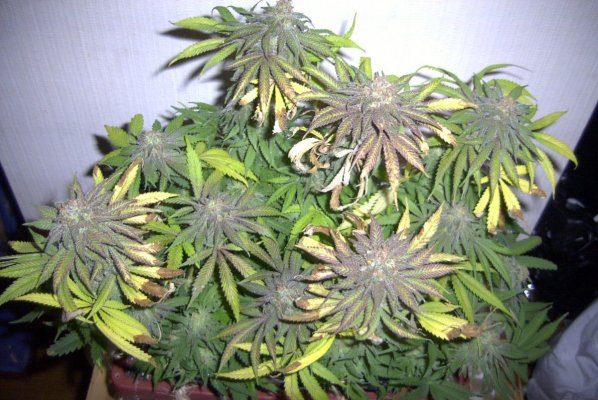 flower_54_2.JPG