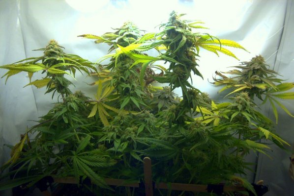 flower_54_9.JPG