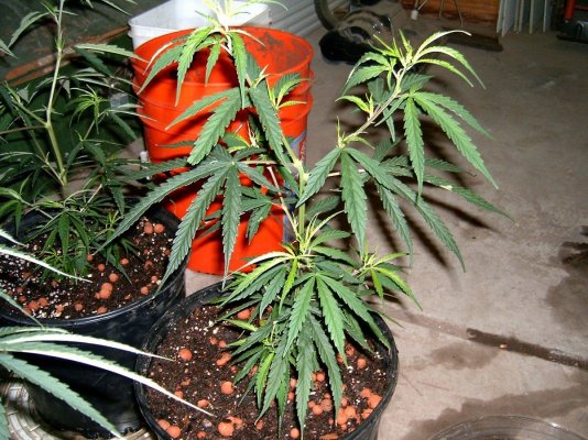 grow 3 005.JPG