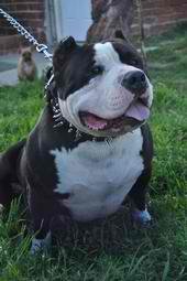 Need a beast to guard your grow ??