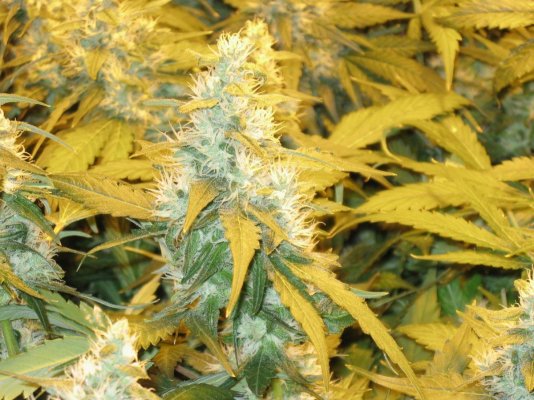 CC OG Raskal Grow 4x600w