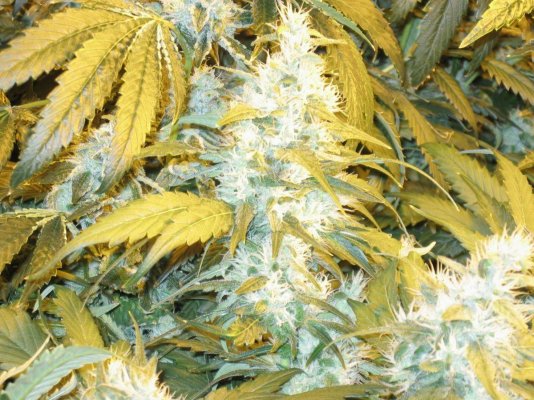 CC OG Raskal Grow 4x600w