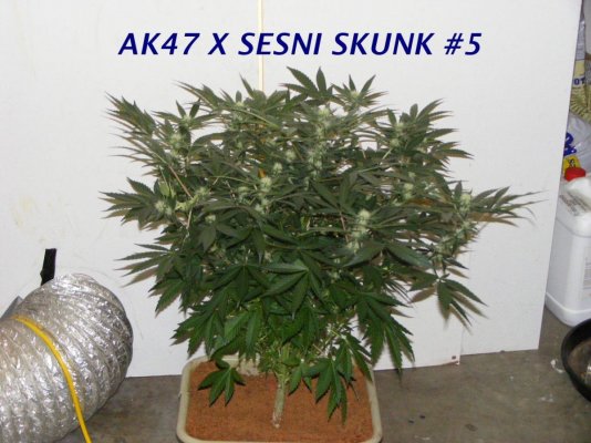 DSCF1199.JPG